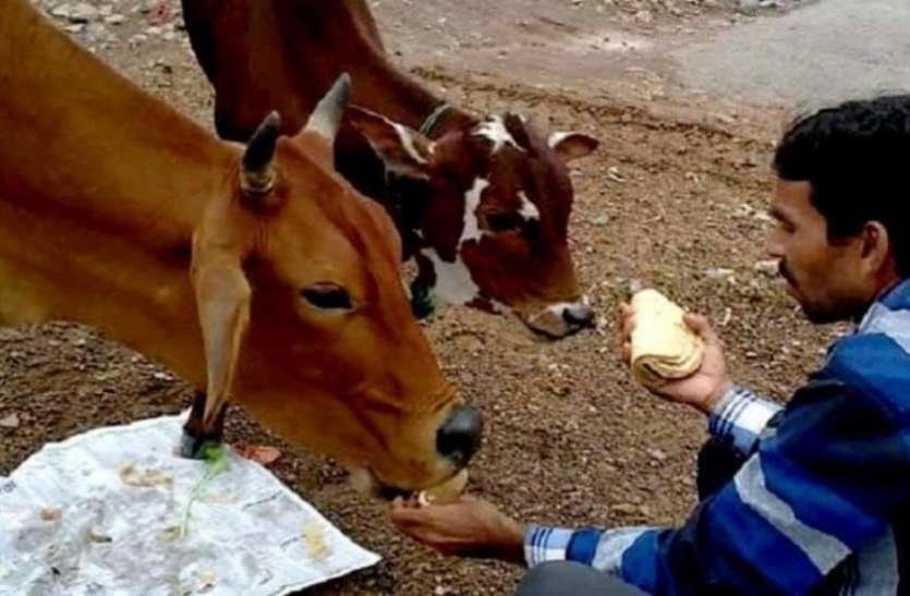 Cow Roti Scheme By Nagar Nigam Jaipur In Lockdoun लॉकडाउन के दौरान बेजुबानों की मदद के लिए हर घर से जुटाई जाएगी एक-एक रोटी