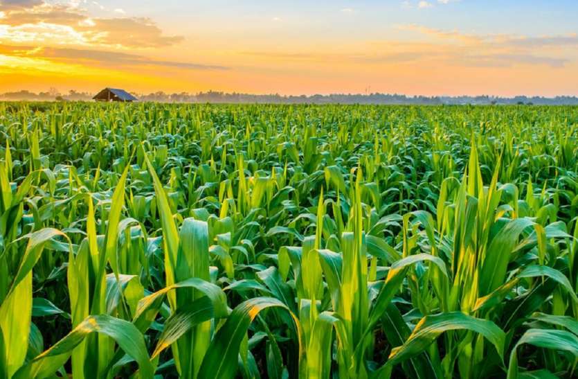 agriculture.jpg संवाद भी हो किसान कल्याण कार्यक्रमों पर