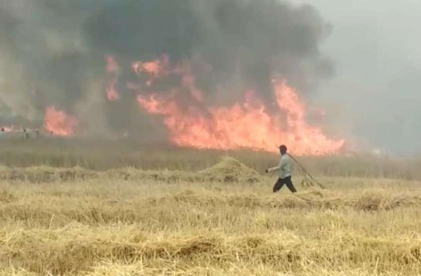 Wheat crop burnt to ashes in twenty acres of field बीस एकड़ खेत में खड़ी गेहूं की फसल जलकर राख