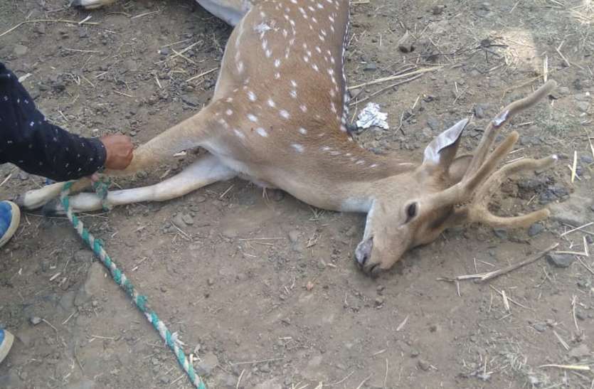Deer attacked by a deer who rushed to village भटक कर गांव पहुंचे हिरण पर श्वान ने हमला कर किया घायल