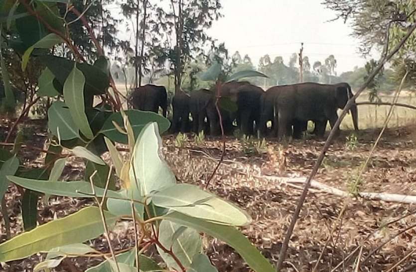 Elephant herd reaches back to Madhya Pradesh's Chhattisgarh border वापस मध्य प्रदेश छत्तीसगढ़ की सीमा पहुंचा हाथियों का झुंड