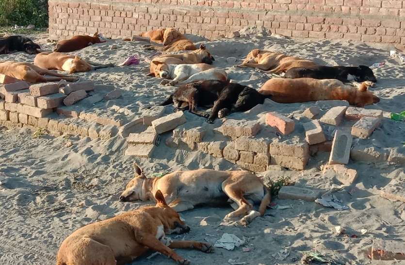 dogi.jpg देवबंदी आलिम ने कहा लॉक डाउन में पशु-पक्षियों के लिए राशन का इंतजाम करना भी हमारी जिम्मेदारी