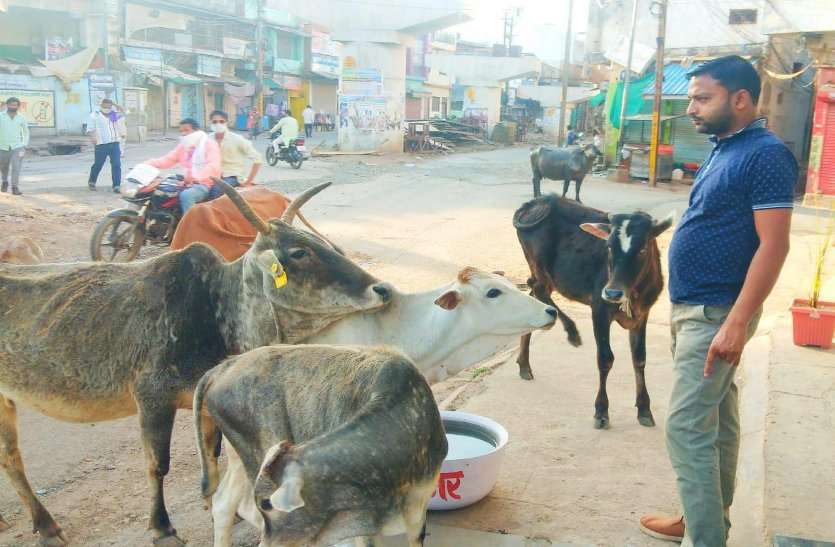 Public and cattle service in lockdown Video: जनसेवा के साथ जानवरों व वन्यप्राणियों की सेवा, जंगल में पेयजल के लिए बनवाए कुंड, बंदरों के लिए चना की व्यवस्था