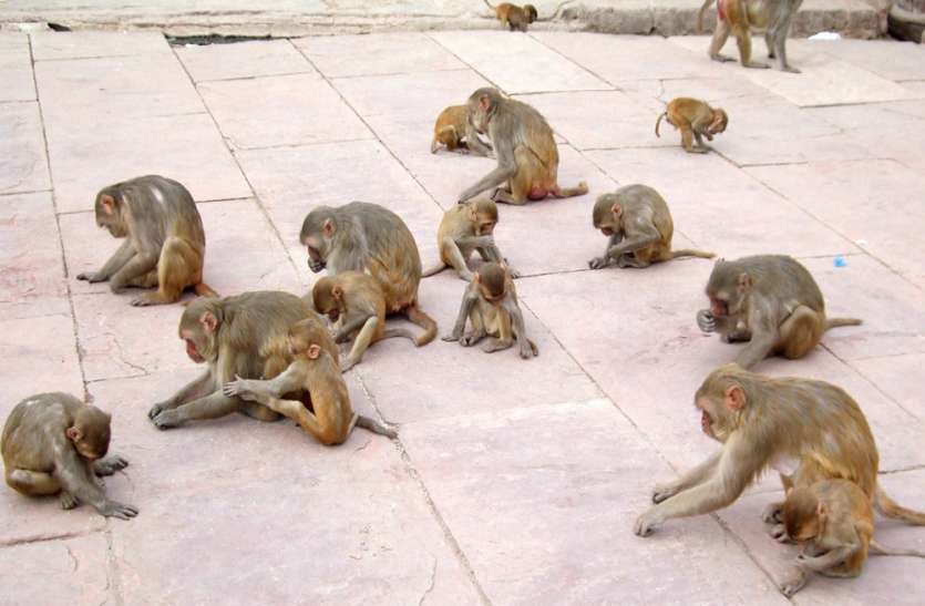 लॉक डाउन इफेक्ट : कान्हा की नगरी मथुरा में भूख से तड़प रहे बंदर लॉक डाउन इफेक्ट : कान्हा की नगरी मथुरा में भूख से तड़प रहे बंदर