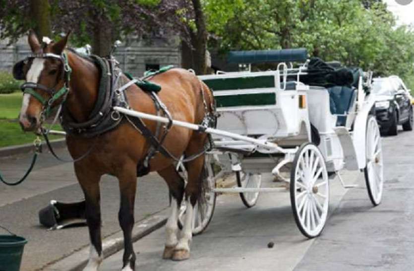 Corona virus whip on horses in Kolkata-कोलकाता में घोड़ों पर कोरोना वायरस का कोड़ा Corona virus whip on horses in Kolkata-कोलकाता में घोड़ों पर कोरोना वायरस का कोड़ा