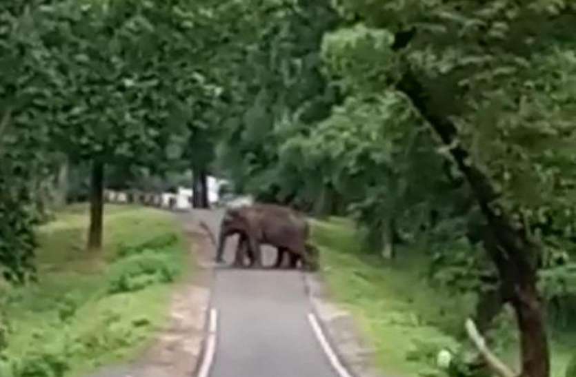 The little guest came in the group of elephants video: हाथियों ने नन्हे मेहमान को कुछ इस तरह से कराया सड़क पार