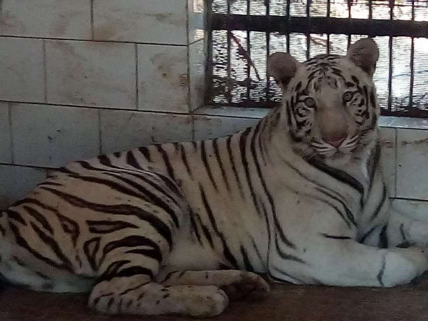 rewa