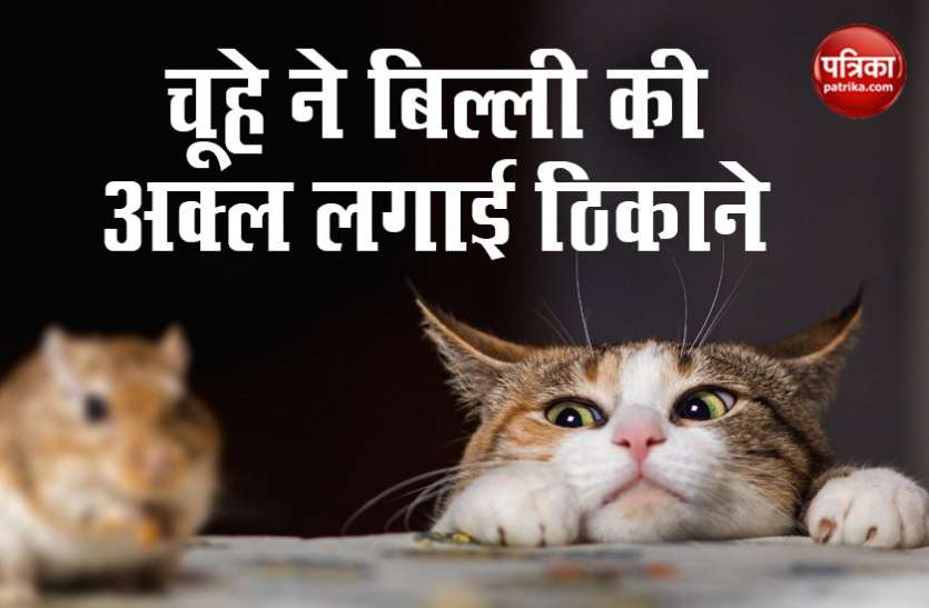 Viral Video चूहे-बिल्ली के बीच हुआ भीषण युद्ध, हवा में उड़कर बिल्ली पर किया अटैक... देखें Video