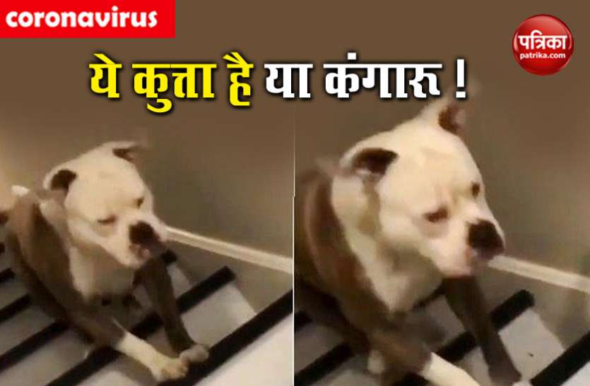 dogh.jpg Video: कुत्ते को देख कन्फ्यूज हुए पब्लिक, बताने लगी कंगारू!