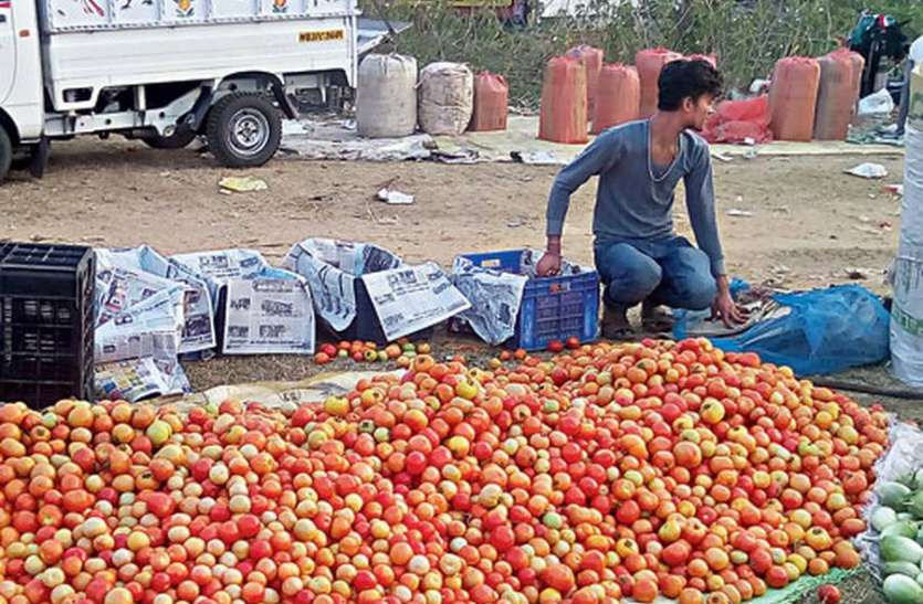vegetable markets are facing shortage of tomato during lockdown Corona Effect नहीं मिले खरीदार, किसानों ने टमाटर की खड़ी फसल में छोड़ दिए जानवर