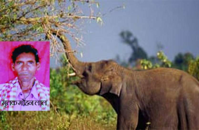लकड़ी बीनने गए वृद्ध को हाथी ने मार डाला, बार नवापारा अभयारण्य की घटना लकड़ी बीनने गए वृद्ध को हाथी ने मार डाला, बार नवापारा अभयारण्य की घटना