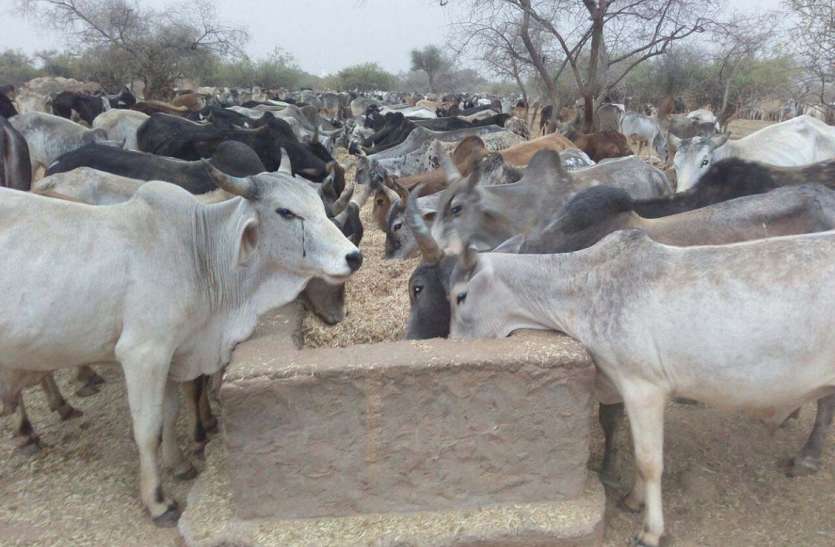 कोरोना का कहर: अब उधार पर टिकी पशुधन की सांसें.... कोरोना का कहर: अब उधार पर टिकी पशुधन की सांसें....