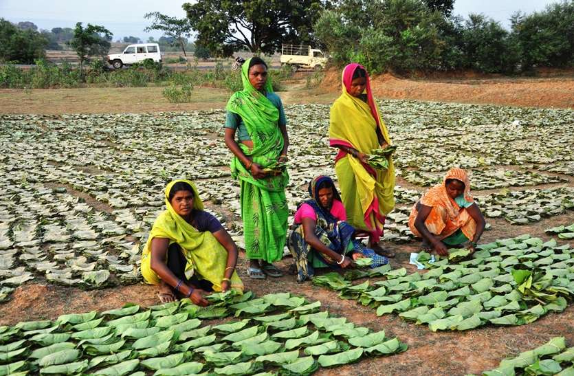 लॉक डाउन में आदिवासियों की आजीविका पर भी मंडरा रहा संकट