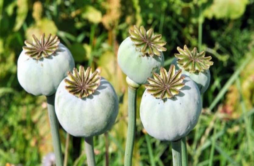 smuggling of illegal drugs during coronavirus lockdown in jodhpur लॉक डाउन के बावजूद सक्रिय मादक पदार्थ तस्कर, चोरी छुपे कर रहे डोडा पोस्त व अफीम की खरीद-फरोख्त