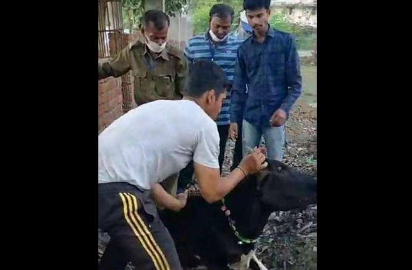 Cow was suffering from injuries in lockdown लॉकडाउन में घायल होकर तड़प रही थी गाय