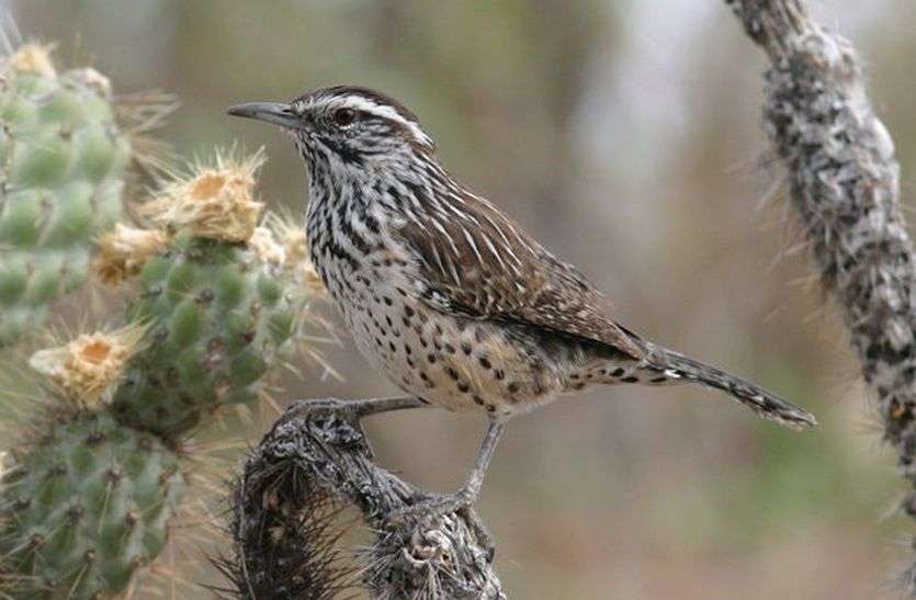 birds nesting season नेस्टिंग सीजन में बढ़ा पक्षियों का कलरव, टेरिटोरियल फाइट भी हुई कम