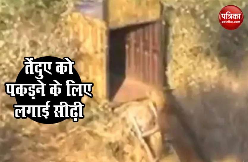 Leopard Viral Video तेंदुए को पिंजरे में कैद करने के लिए लगाई अनोखी तरकीब..देखें पूरा Video