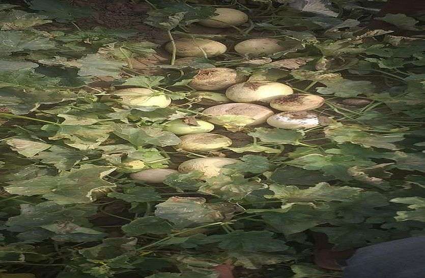 Buyers did not find ready vegetables in Meja Dam Pete in bhilwara मेजा बांध पेटे में तैयार सब्जियों को नहीं मिले खरीदार