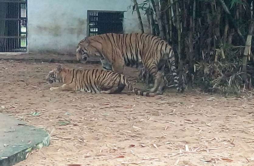 ... लॉकडाउन, मैत्रीबाग में वन्य प्राणियों को मिल रहा जंगल जैसा प्राकृतिक वातावरण ... लॉकडाउन, मैत्रीबाग में वन्य प्राणियों को मिल रहा जंगल जैसा प्राकृतिक वातावरण