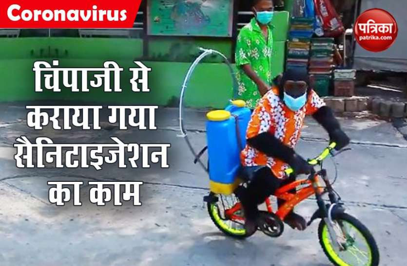 Chimpanzee spray Corona disinfectant थाईलैंड में चिंपाजी से कराया गया दवा का छिड़काव, पेटा ने दर्ज कराई आपत्ति