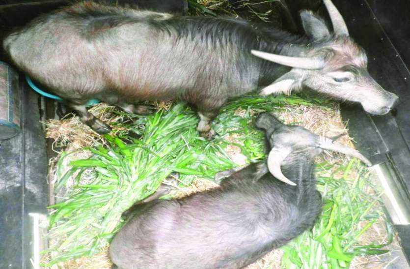 असम से शनिवार को बारनवापारा आएगी दो वनभैंस, लेने गई टीम होगी क्वारंटाइन असम से शनिवार को बारनवापारा आएगी दो वनभैंस, लेने गई टीम होगी क्वारंटाइन
