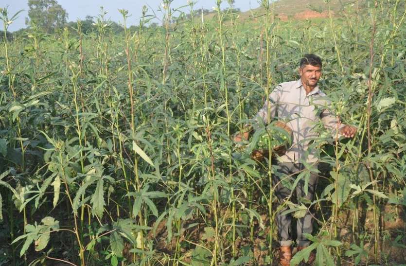 लॉकडाउन की मार, दूसरी मूंग और भिण्डी में कीट रोग लॉकडाउन की मार, दूसरी मूंग और भिण्डी में कीट रोग