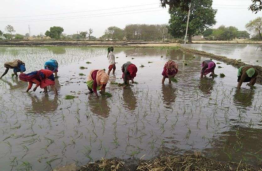 धान की फसल लेकर दोहरा लाभ उठाएंगे किसान धान की फसल लेकर दोहरा लाभ उठाएंगे किसान