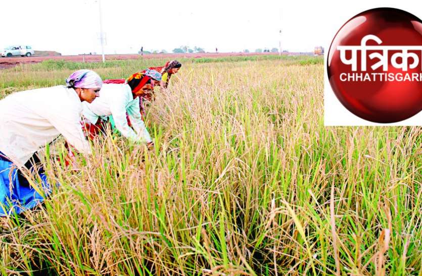 किसान संगठनों ने की रबी की सरकारी खरीदी करने की मांग, मुख्यमंत्री को लिखा पत्र किसान संगठनों ने की रबी की सरकारी खरीदी करने की मांग, मुख्यमंत्री को लिखा पत्र