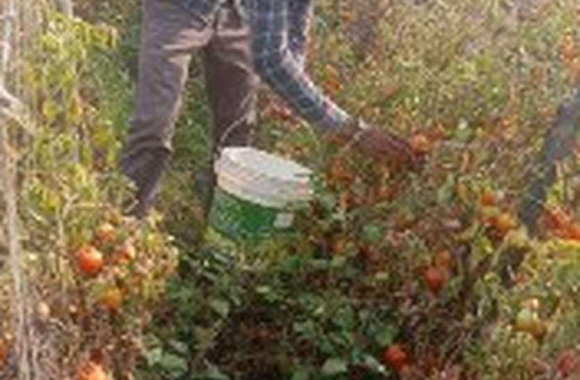 Tomato-onion farmers are not getting the price टमाटर-प्याज का किसानों को नहीं मिल रहा भाव