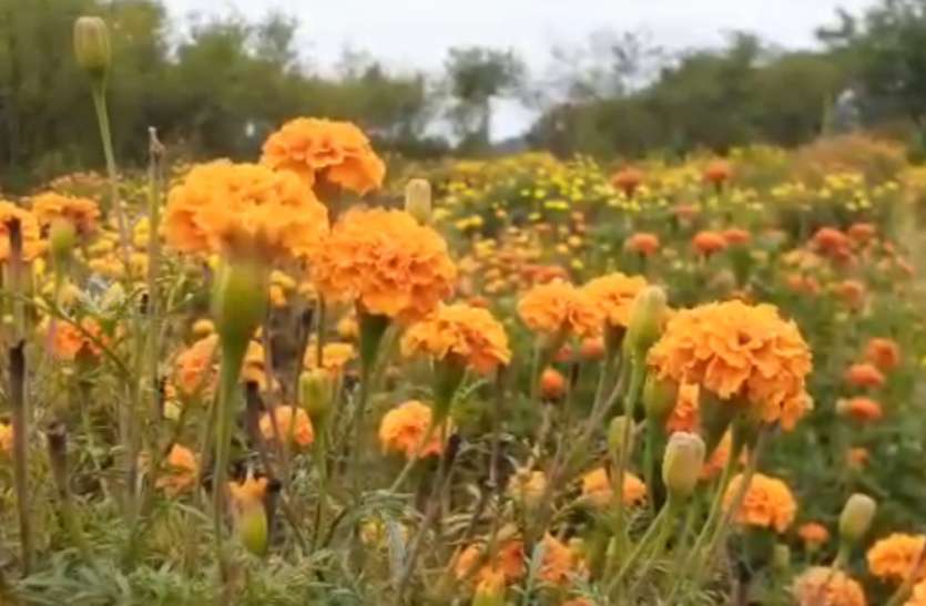 Flowers लॉक डाउन के चलते इत्रनगरी में फूल किसानों की बढ़ी मुसीबत