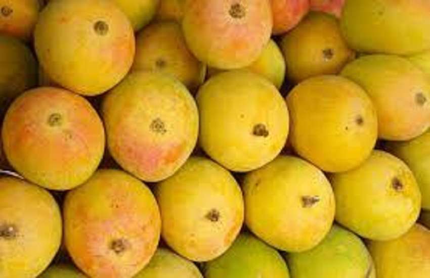 Maharashtra Hapus Mango : हापुस आम के किसानों की बढी चिंता, दोहरी मार झेलने को मजबूर
