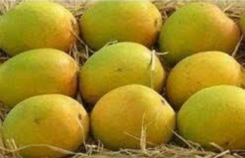 Maharashtra Hapus Mango : हापुस आम के किसानों की बढी चिंता, दोहरी मार झेलने को मजबूर