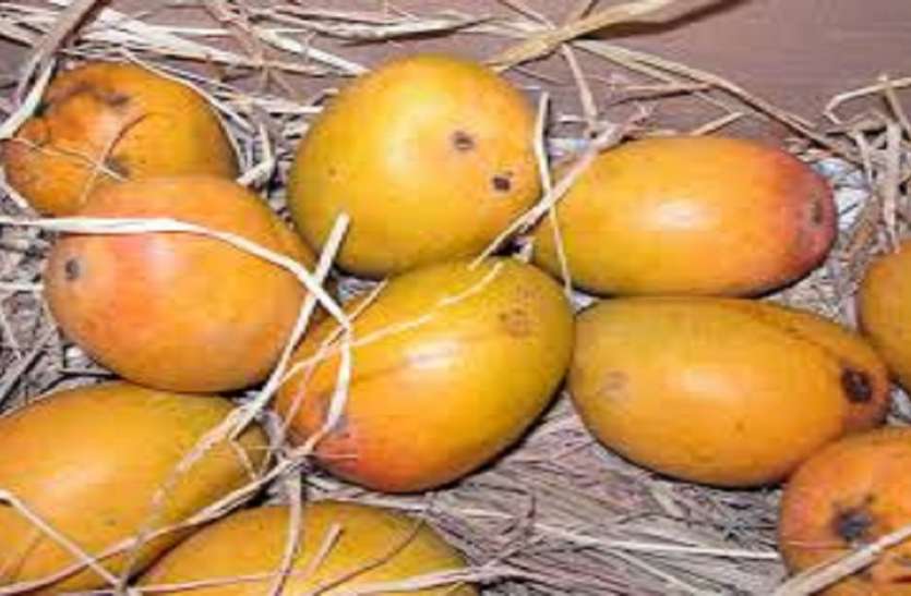 Maharashtra Hapus Mango : हापुस आम के किसानों की बढी चिंता, दोहरी मार झेलने को मजबूर Maharashtra Hapus Mango : हापुस आम के किसानों की बढ़ी चिंता, दोहरी मार झेलने को मजबूर
