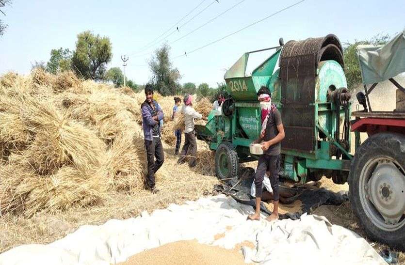 मजदूरी के बदले मजदूरी, परस्पर सहयोग से काट रहे फसल मजदूरी के बदले मजदूरी, परस्पर सहयोग से काट रहे फसल