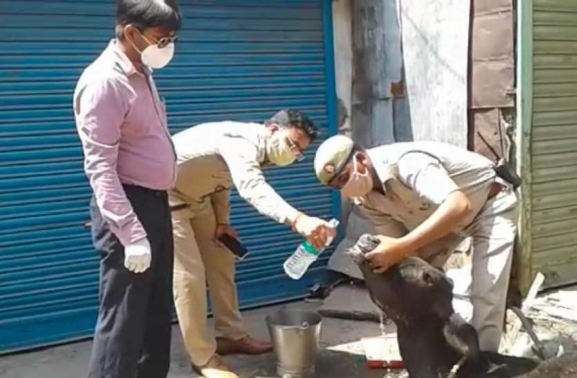 गाय को भूख प्यास से तड़पता देख पानी लेकर दौड़ पड़े अधिकारी गाय को भूख प्यास से तड़पता देख पानी लेकर दौड़ पड़े अधिकारी