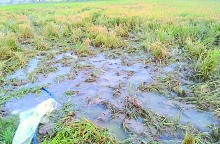 छपोराडीह में आ पहुंचा 21 हाथियों का दल, फसलों को किया बर्बाद छपोराडीह में आ पहुंचा 21 हाथियों का दल, फसलों को किया बर्बाद