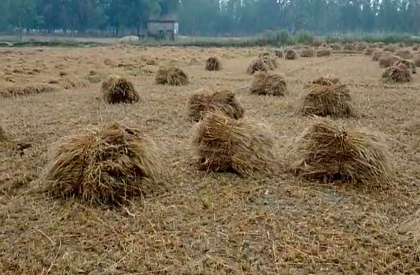 बेमौसम बारिश होने से किसानों की फसल पर छाया संकट, किसानों को चिंता सताने लगी अपने परिवार के रोजी रोटी की बेमौसम बारिश होने से किसानों की फसल पर छाया संकट, किसानों को चिंता सताने लगी अपने परिवार के रोजी रोटी की
