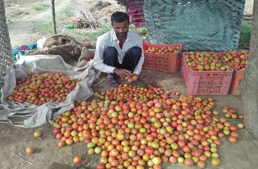 टमाटर में लगा रोग, भाव नहीं मिलने से किसान चितिंत टमाटर में लगा रोग, भाव नहीं मिलने से किसान चितिंत