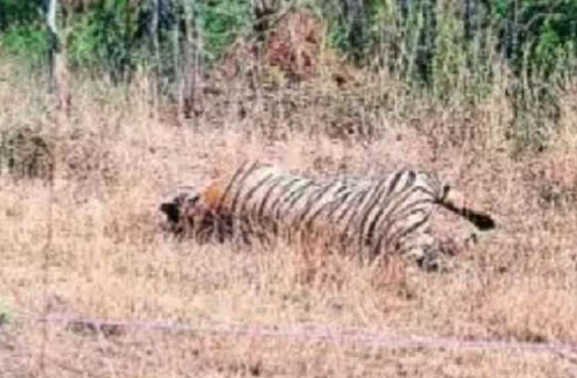 चित्रकूट के जंगलों में बाघों के बीच संघर्ष में एक टाइगर की मौत चित्रकूट के जंगलों में बाघों के बीच संघर्ष में एक टाइगर की मौत