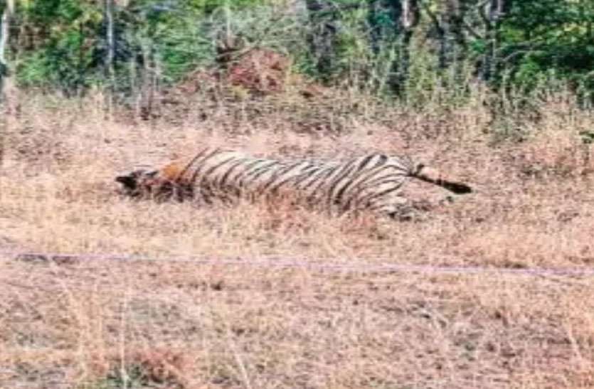 वन्य जीवों की कब्रगाह बन रहा यूपी-एमपी का बीहड़ बाघ की मौत से हड़कम्प वन्य जीवों की कब्रगाह बन रहा यूपी-एमपी का बीहड़ वर्चस्व के लिए बाघों में हुई भिड़ंत उसके बाद...