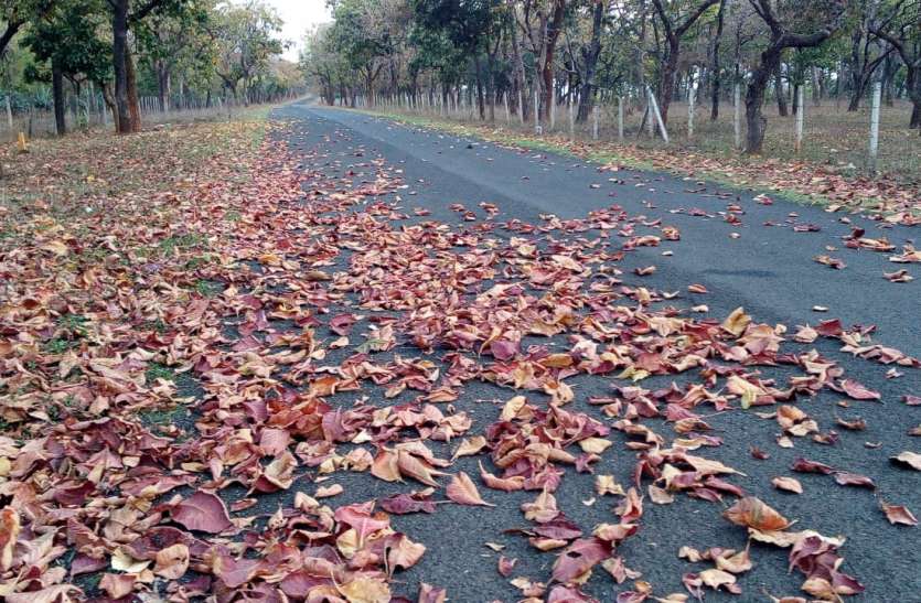 लॉकडाउन में हुआ ऐसा काम पर्यावरण के लिए बन गई वरदान