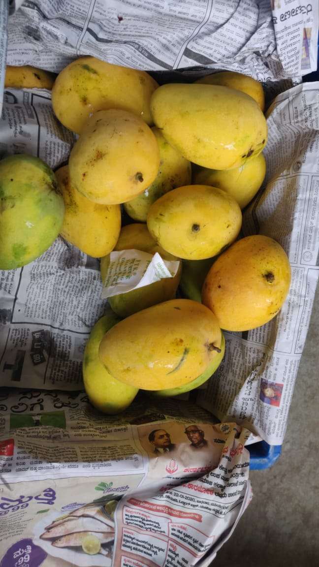 आम का स्वाद चखने के लिए करना होगा इंतजार