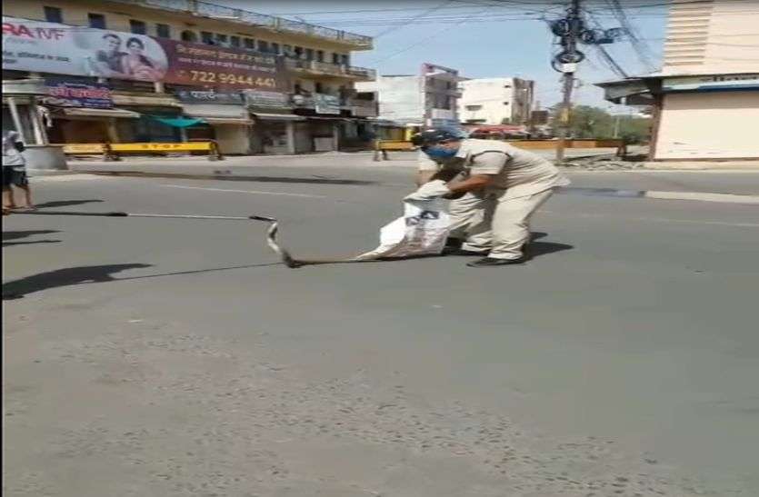 ratlam lockdown latest video VIDEO लॉकडाउन में बाहर आए नाग देवता, पुलिस ने कर दिया बंद