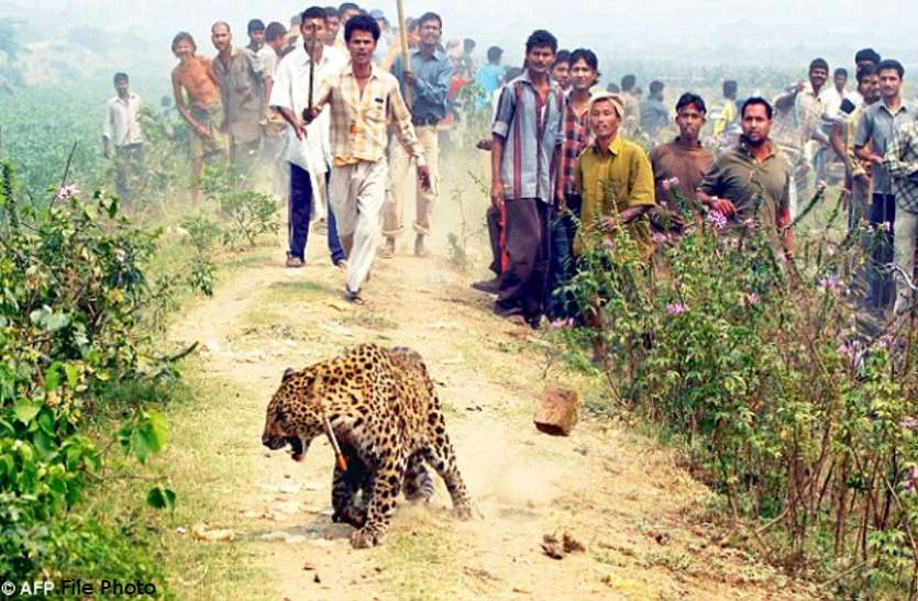 Know Why Wild Animals Reaching Village During Lockdown ल कड उन म इ स न घर म क द त ज गल ज नवर पह च रह ग व तक बढ आत क Patrika News