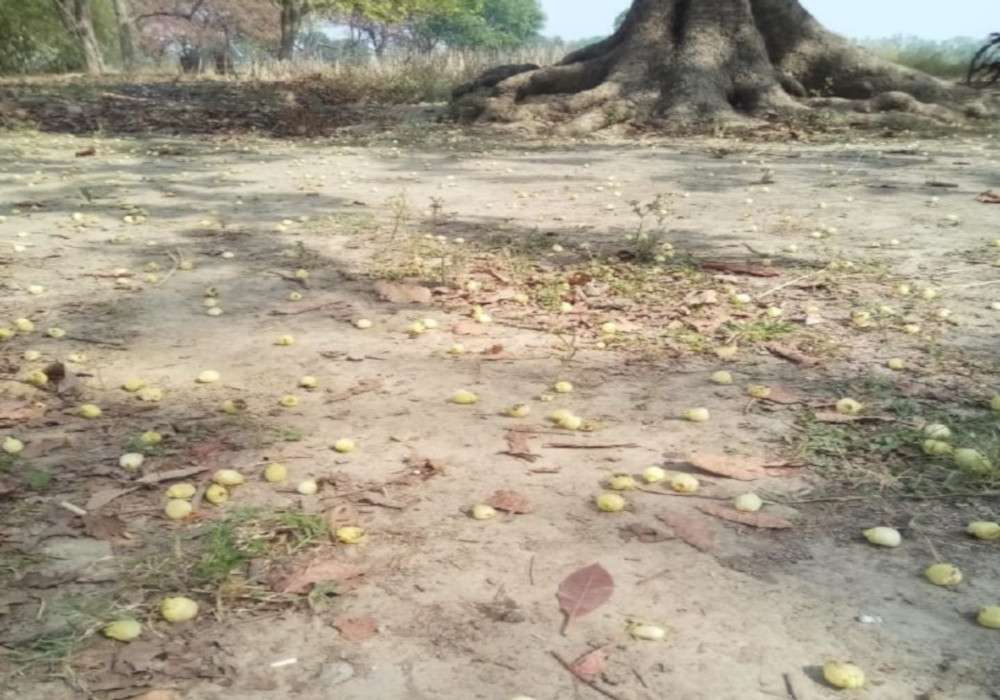 पीला सोना लुट गया, हरे सोने को बचाने की चिंता