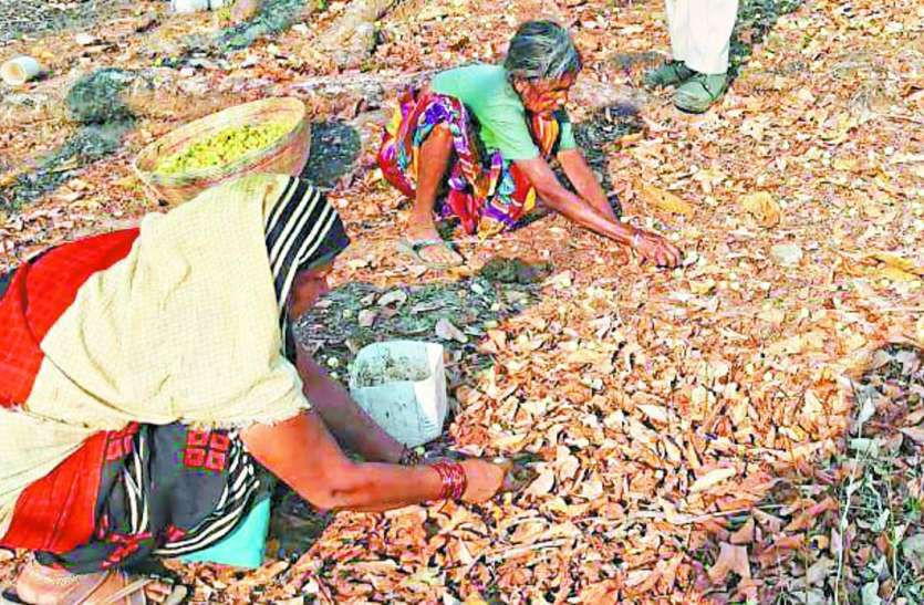 mahua_5980902_835x547-m.jpg लॉकडाउन में छत्तीसगढ़ के वनवासी परिवारों को बड़ी राहत, महुआ खरीदी 30 रुपये किलो