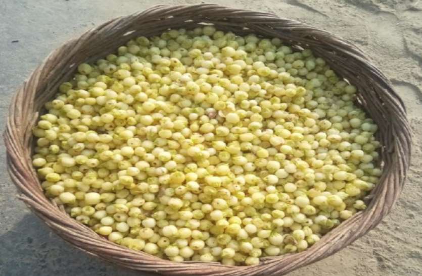 पीला सोना लुट गया, हरे सोने को बचाने की चिंता पीला सोना लुट गया, हरे सोने को बचाने की चिंता