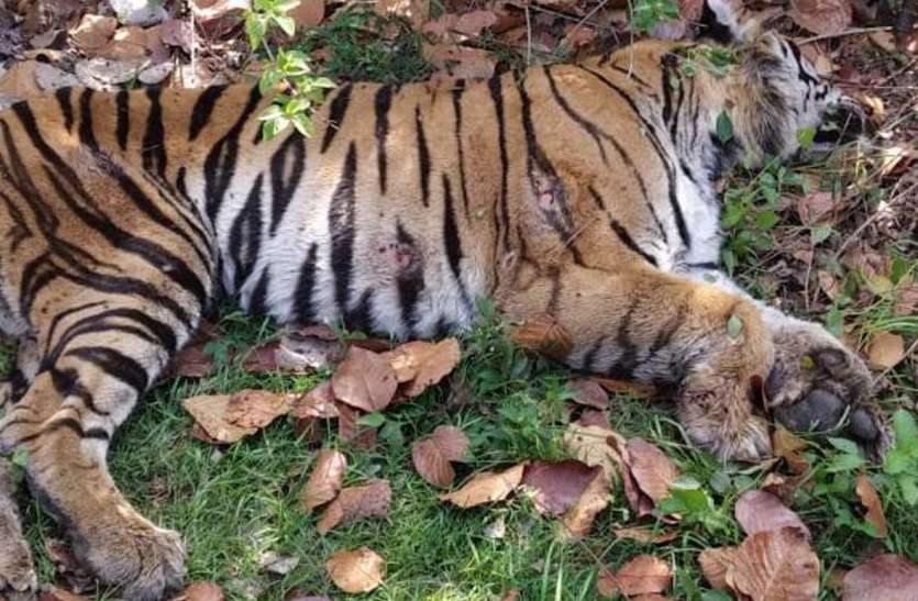 Bandhavgarh: Continuation of death of tigers not stopping, two deaths within lockdown बांधवगढ़: नहीं थम रहा बाघों की मौत का सिलसिला, लॉकडाउन के भीतर दो मौत