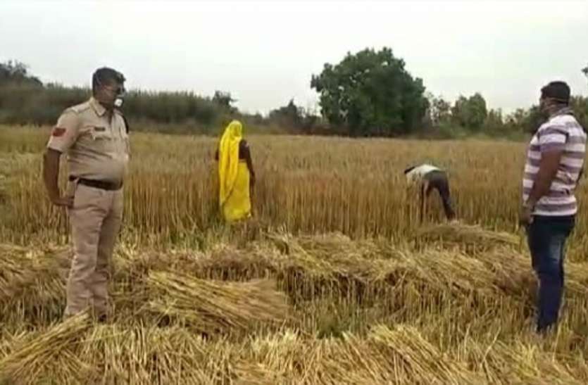 The fields in Singrauli are almost empty पत्रिका अभियान - गांव के पांव : किसानों ने फसल की कर ली मढ़ाई
