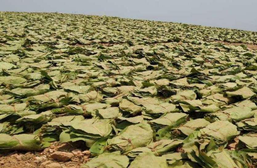 माओवादियों ने हरे सोने की वसूली करने बांट लिया जंगल माओवादियों ने हरे सोने की वसूली करने बांट लिया जंगल